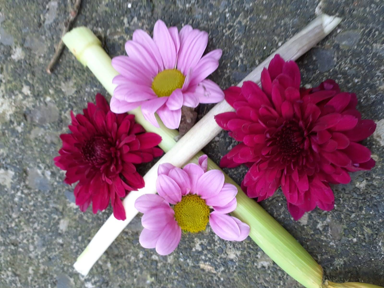 Daisy And Flowers